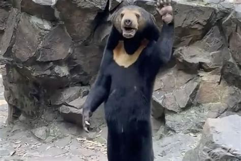 how dangerous are china bears